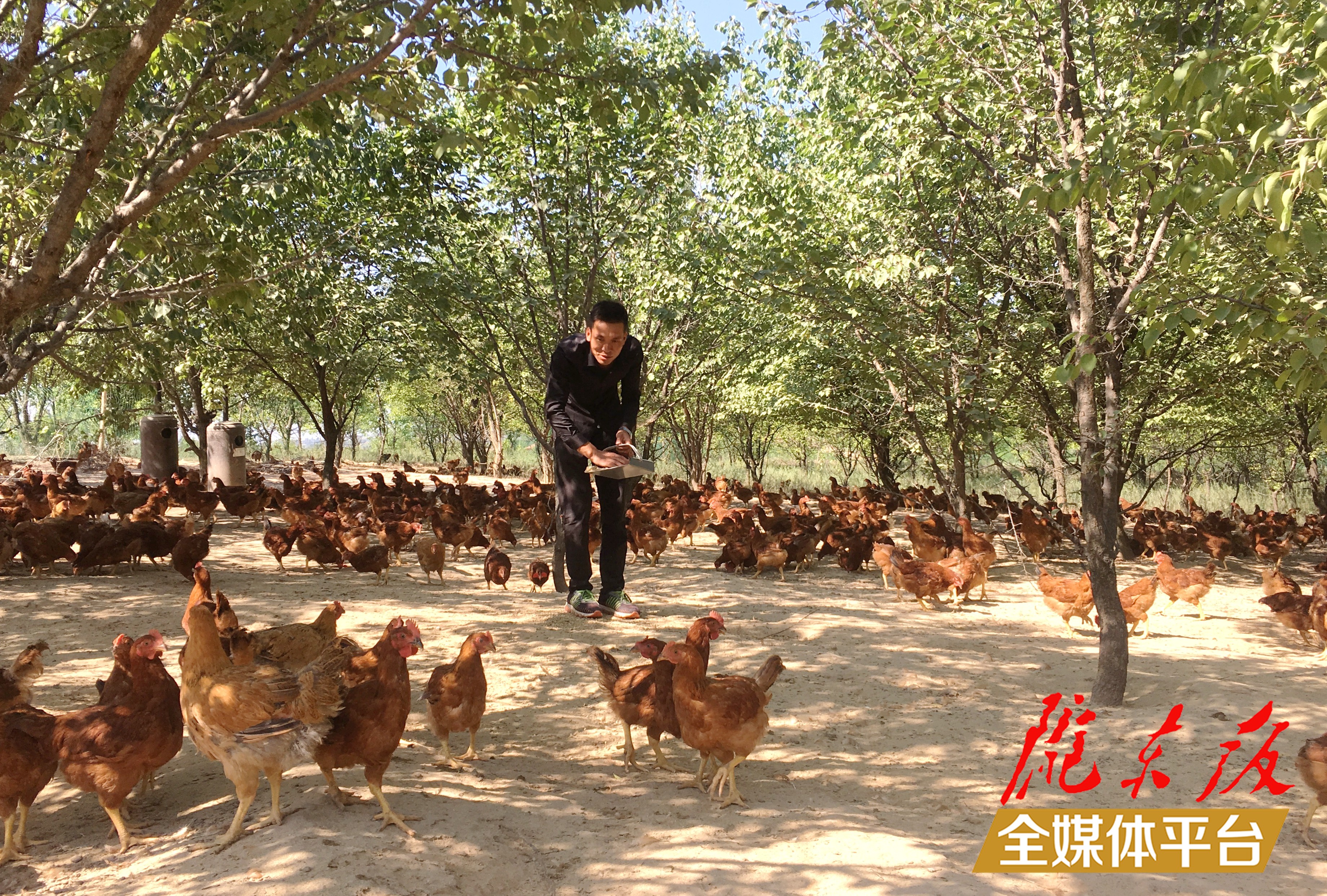 林下生態(tài)雞養(yǎng)殖。 盤小美 攝