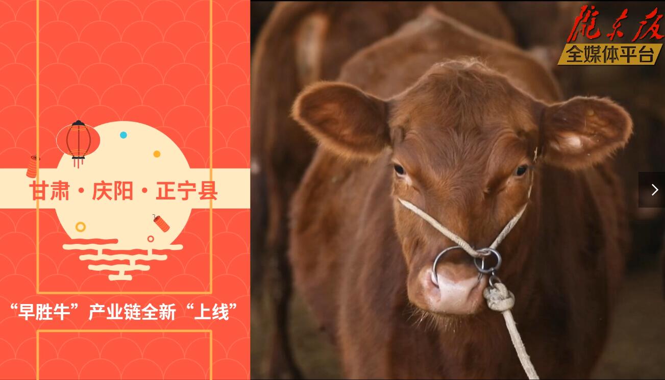 【慶陽(yáng)視頻】目標(biāo)20萬(wàn)頭！正寧縣打造西北肉牛養(yǎng)殖大縣