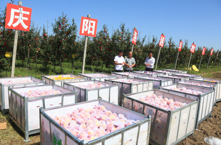 9月20日，慶陽海越農業(yè)發(fā)展有限公司早勝基地蘋果喜獲豐收，吸引了外地客商前來采購。圖為客商正在查看果品。特約攝影 李建琪 攝