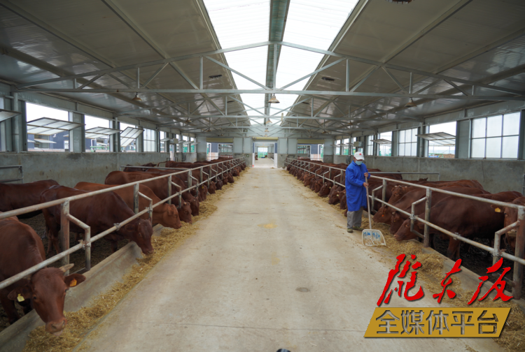 正寧縣正興現(xiàn)代農(nóng)牧千頭早勝牛繁育基地。本報(bào)記者 劉萍凝 攝