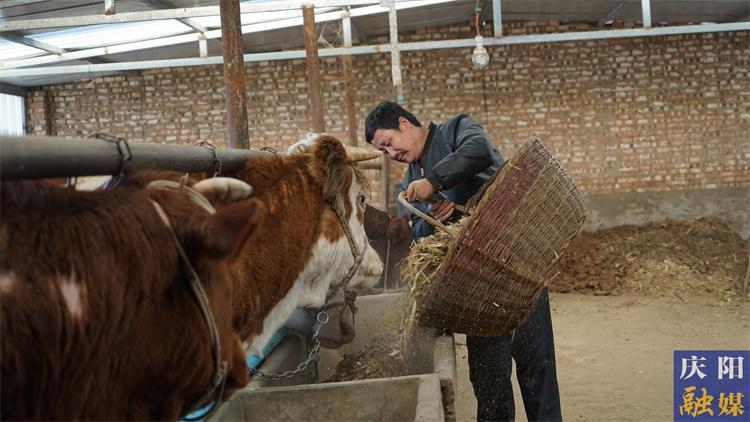 2023年慶陽市牛產業(yè)牛勁十足  全產業(yè)鏈產值34.6億元