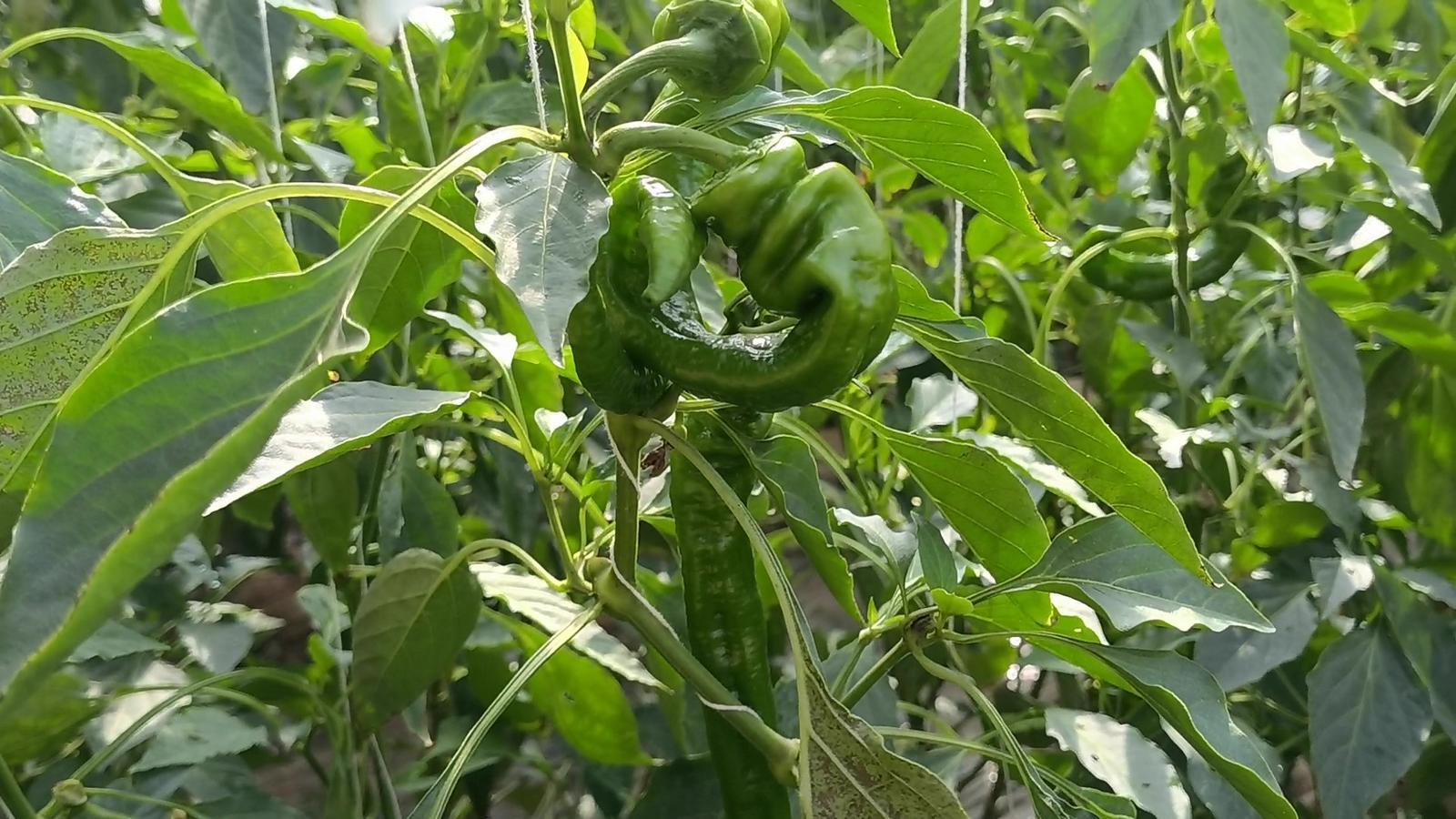 【春潮涌 繪新景丨寧縣篇】把“餐桌配菜”變成“致富主菜”！湘樂鎮(zhèn)奏響鄉(xiāng)村振興“椒”響曲