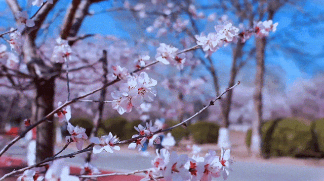 慶陽(yáng)的春日，舉目晴明，一路春暖花開