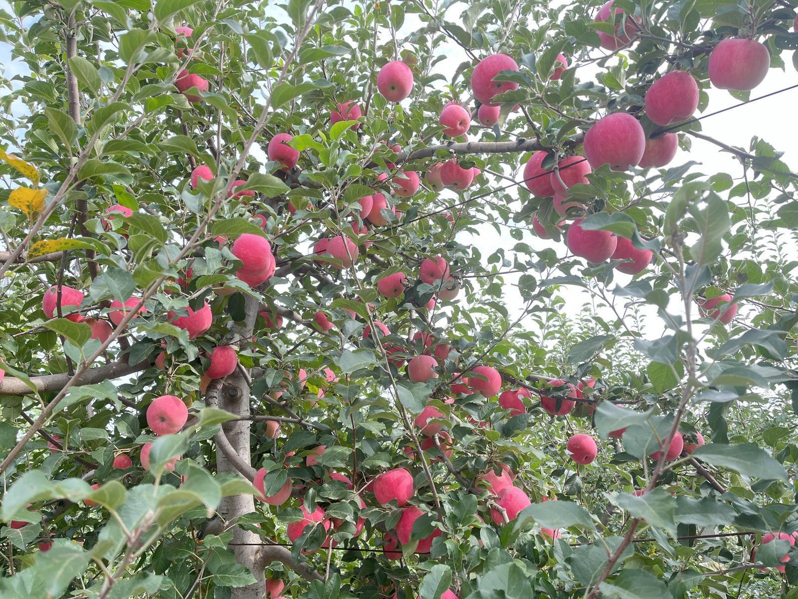 慶城縣：打造果品全產業(yè)鏈 推動蘋果產業(yè)轉型升級
