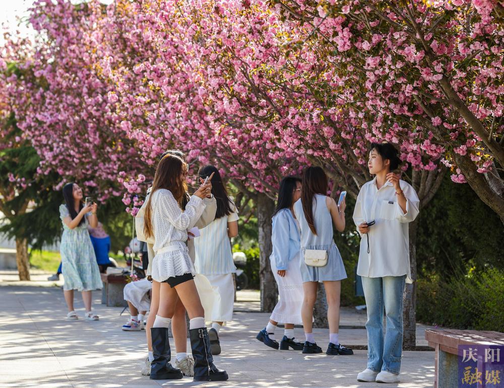 【攝影報道】 春日西峰，櫻花如詩，市民共赴浪漫花事