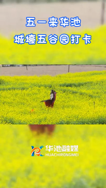 【五一游慶陽(yáng)】歡迎來(lái)華池城壕五谷園打卡！！