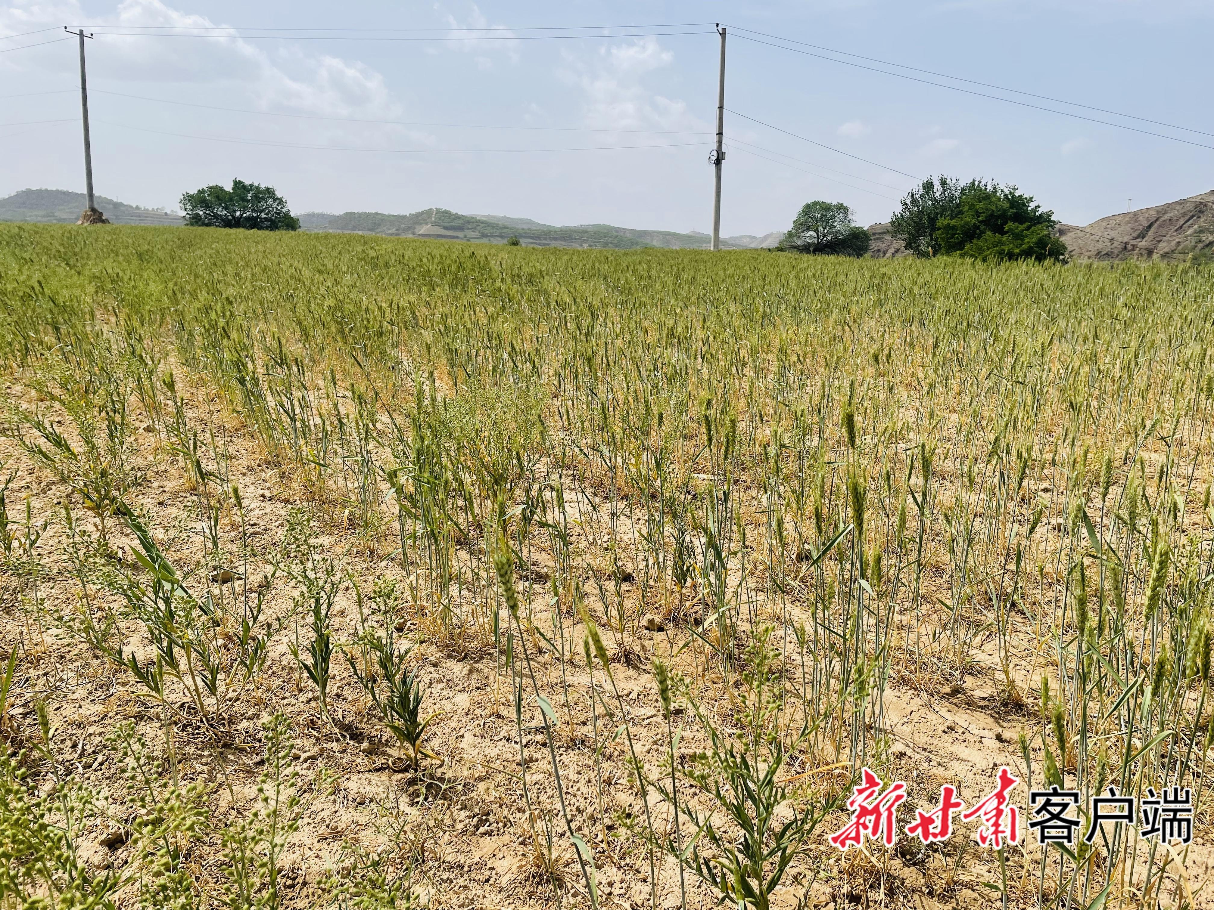 旱塬“水”戰(zhàn)——慶陽(yáng)市抗旱保供水見聞