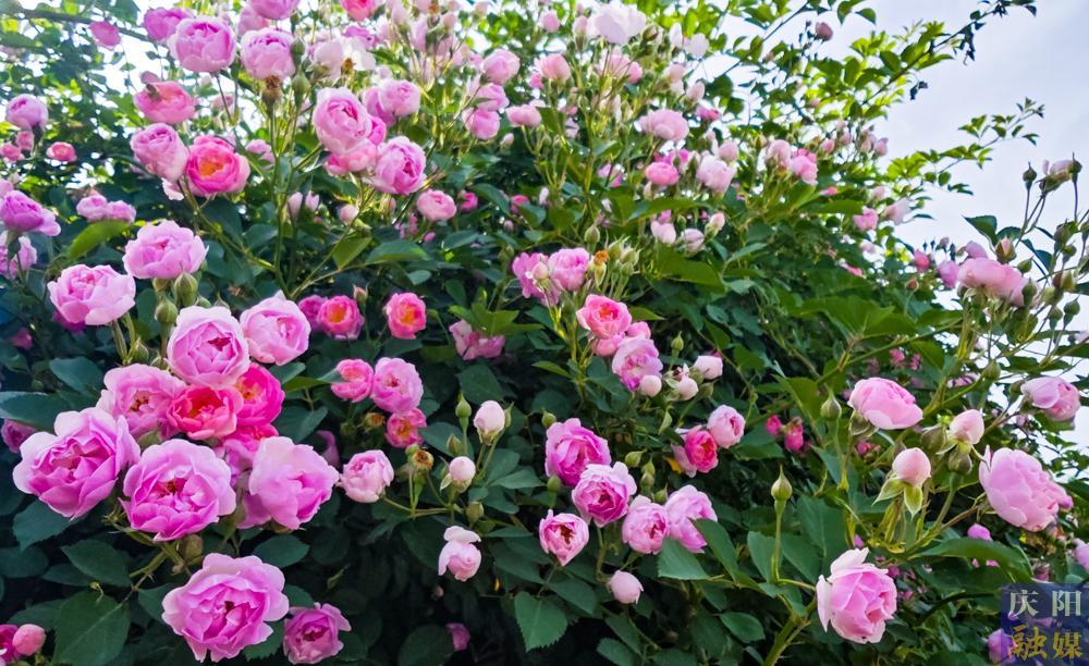 【攝影報道】薔薇花開！邂逅夏日的浪漫