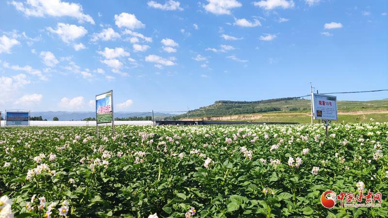 【青春華章·重走西北角】五任所長(zhǎng)接力！這顆“隴薯”品種藏著60年的奮斗史