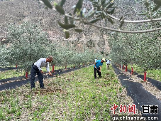 綠滿(mǎn)隴原·奇跡三北 | 禮縣：荒山披綠裝 靜待油橄欖變“金果”